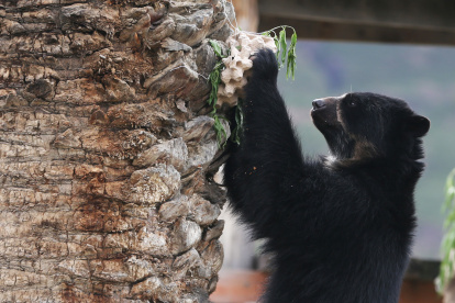 Fotografía de un oso andino o "Jukumari", el miércoles 6 de marzo de 2024, en el bioparque Vesty Pakos, en La Paz (Bolivia).