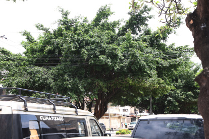 Poda. Varios cables sostenidos por postes están entrelazados con ramas de árboles en la avenida Leopoldo Benítez.