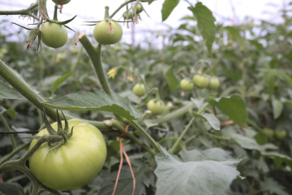 Fotografía de un cultivo de tomate el 12 de marzo de 2024 en una finca en Chiriquí (Panamá).