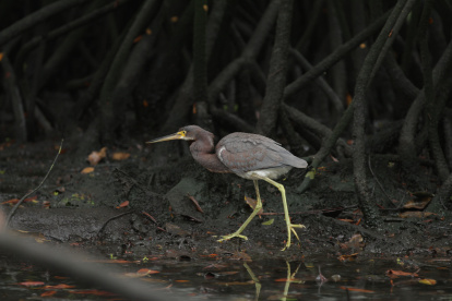 Imagen referencial para graficar este artículo.
