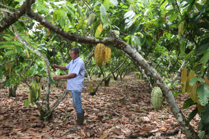 Agro. Uno de los trabajadores de la finca El Samán, en Mata de Cacao.