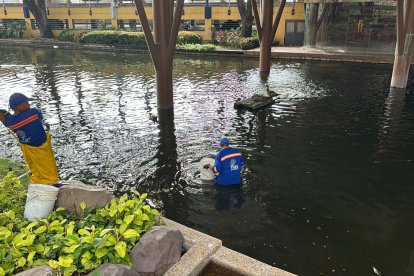 Personal del Municipio retiró las especies que murieron en el lago del malecón