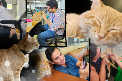 El Colorado fue adoptado por las redacciones de EXPRESO y EXTRA. Lamentablemente su paso por la vida fue cortito.