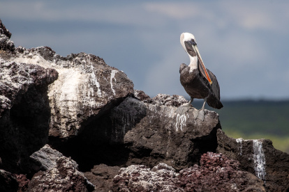 Muestra. Un piquero de pelícano se pasea en la isla Isabela.
