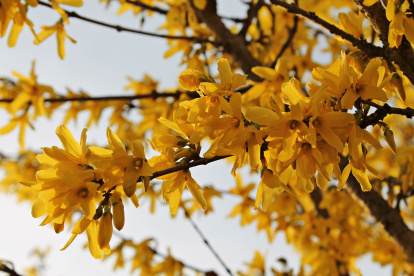Una flor muy popular en época de primavera es la forsitia.
