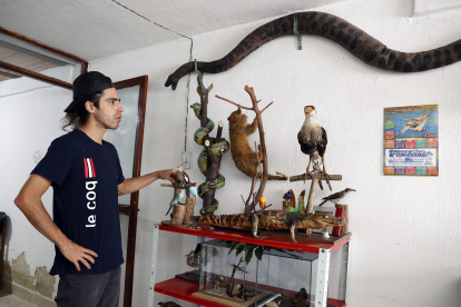 El taxidermista Miguel Vargas muestra varios animales disecados en su estudio