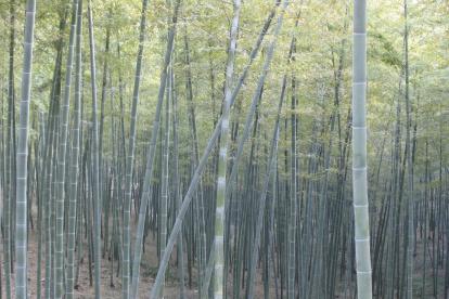 Las plantas de bambú