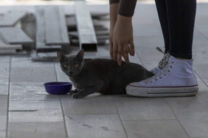 Archivo. Un gato es hidratado con agua por su dueña