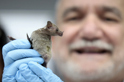 El conservacionista mexicano y especialista en murciélagos, Rodrigo Medellín, muestra un ejemplar de esta especie