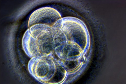 Archivo. Embrión humano clonado de tres día