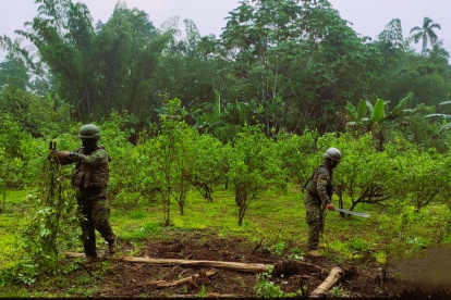 En Putumayo se dio un operativo en conjunto con la Fiscalía para la quema de la platanción de Coca.