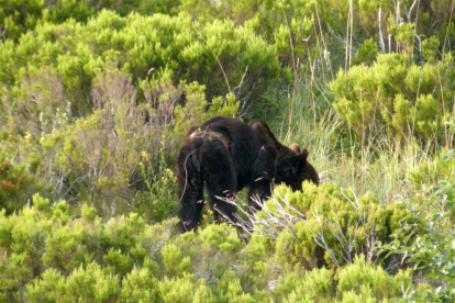 En la identificación del oso ahora abatido se usó un dron con sistemas de biometría, aseguró el ministro.
