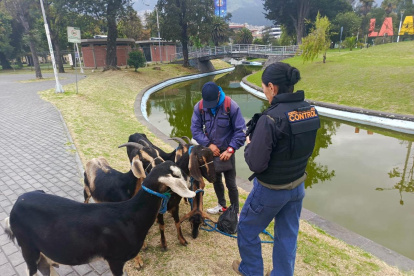 Personal de la AMC realiza controles a personas que venden leche de chiva.