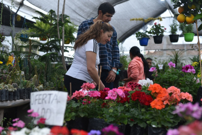 En toda la parroquia de Nayón existen más de 300 negocios de este tipo que cuentan con una gran variedad de especies de plantas decorativas y medicinales