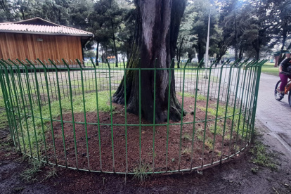 Se colocaron rejas alrededor de los árboles patrimoniales como medida de protección