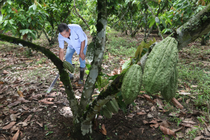 Hacienda. Uno de los cultivos de cacao que hay en la provincia de Los Ríos.