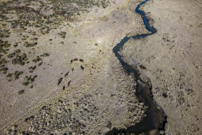 Las autoridades australianas iniciaron un programa para sacrificar a miles de caballos salvajes