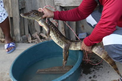 Este fue el caimán que fue hallada en la quinta etapa de la ciudadela El Recreo, en Durán.