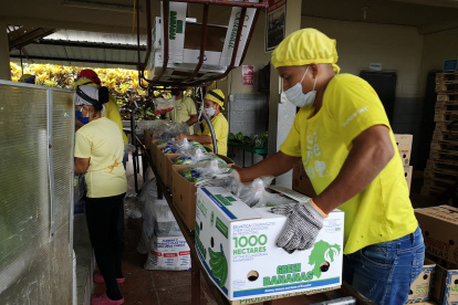 Producción.- El proceso de alistar al banano para ser exportado.