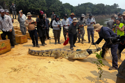 Autoridades colombianas devolvieron a 11 ejemplares de cocodrilos del Orinoco en aeronave a su hábitat natural en el Vichada, departamento del este de Colombia