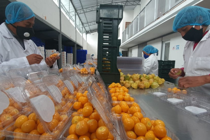 En Golden Sweet Spirit, trabajadores seleccionan la uvilla de exportación.