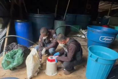 Laboratorio. Policías comprueban el tipo de alcaloide abandonado.