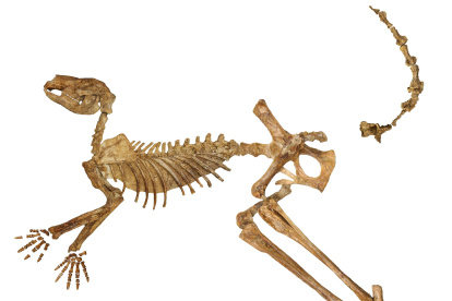 Esqueleto fósil casi completo del extinto canguro gigante Protemnodon viator del lago Callabonna, al que sólo le faltan algunos huesos de la mano, el pie y la cola.