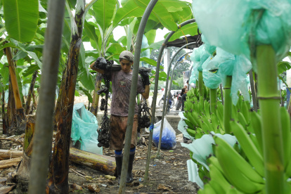 Hacienda.- Un trabajador camina en medio de un cultivo de banano.