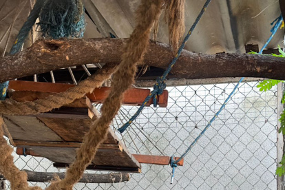 Objetivo. Grupos de delincuencia organizada usan estos animales como una insignia o una mascota para hacer gala de su poder adquisitivo y del bando al que pertenecen.