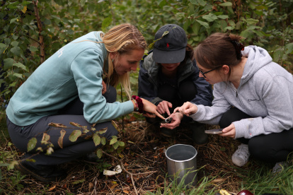 Pequeños bosques del tamaño de una pista de tenis para paliar la contaminación