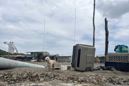 Los animales se encontraban en pésimas condiciones.