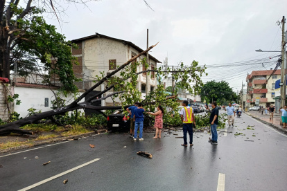 Un árbol caído dejó la lluvia de este domingo 21, día de elecciones.
