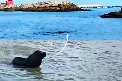 El lobo marino apareció en los últimos días en ese cantón de Santa Elena.