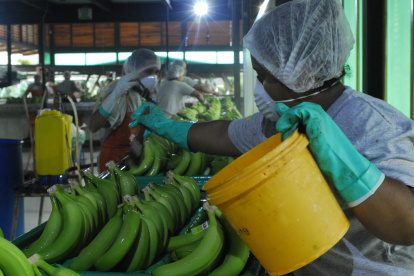 En el primer trimestre, el país exportó 99.470.516 cajas de banano.
