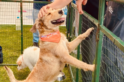 Los canes puestos en adopción están vacunados, desparasitados y esterilizados.