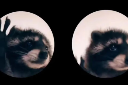 En las últimas semanas, un video peculiar de TikTok se ha vuelto viral, mostrando a un mapache bailando de forma adorable.