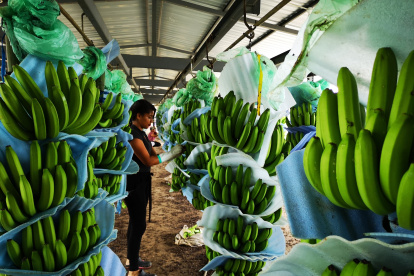 Según los actuales registros, en el país existen  5.500 productores y 290 exportadores.