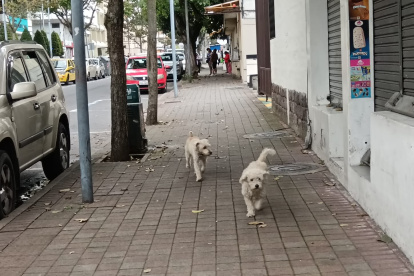El 70% de perros que deambula en la calle tiene dueño.