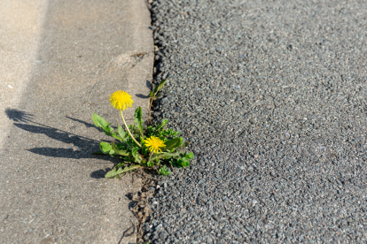 La resiliencia es la capacidad de adaptación de un ser vivo frente a un agente perturbador o un estado o situación adversos.