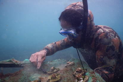 Corales que han sido trasplantados tras haber sido criados en viveros, conocidos coloquialmente como "guarderías"