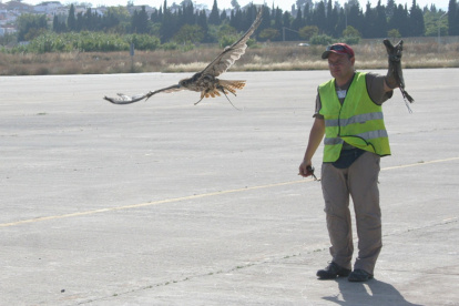 En el aeropuerto de Quito, halcones y águilas alejan a otras especies.
