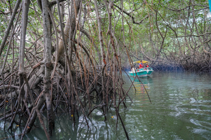 Recorrido Una lancha recorre uno de los canales que abren entre el denso follaje
