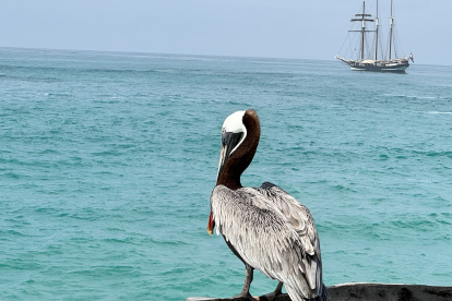 El barco neerlandés Oosterschelde, símbolo del proyecto Darwin200, está en Galápagos para desarrollar investigaciones sobre algunas especies.
