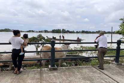 El inicio del malecón tiene basura acumulada y hay vacas que se desplazan por el sitio.