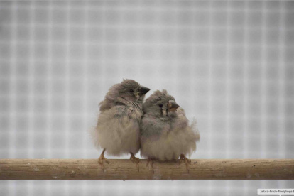 Dos juveniles de pinzón cebra. Es menos probable, según el estudio, que los huevos eclosionen cuando se exponen al ruido del tráfico.