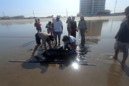 Suceso. El delfín fue llevado a La Lobería.