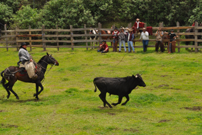 Tradición. Desde niños les enseñan a utilizar las betas para atar al ganado.