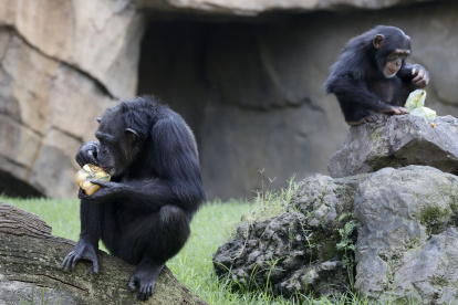 Dos chimpancés se refrescan con unos helados de frutas para mitigar las altas temperaturas . EFE/Kai Försterling