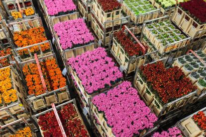Flores.- Las exportaciones de las rosas por el Día de la Madre.