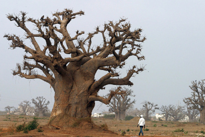 Un hombre pasea por un bosque de baobabs cerca de Rufisque, en Senegal.